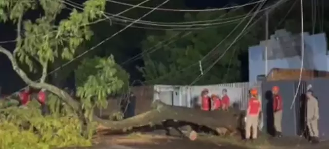 Árvore cai após ventos fortes e bloqueia rua em Campo Grande