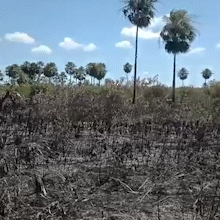 Bombeiros controlam incêndio de 4 km no Pantanal em 9 de janeiro
