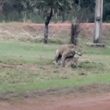 Onças-pintadas no Pantanal: acasalamento facilita avistamentos