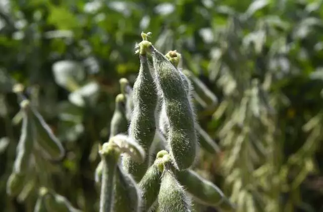Produtores de soja têm até hoje para cadastro obrigatório e evitar multa